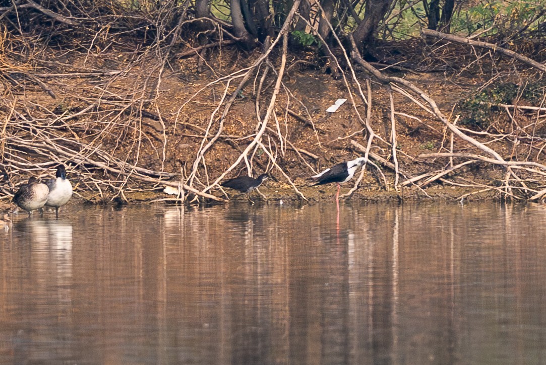 Uzunbacak - ML646576413