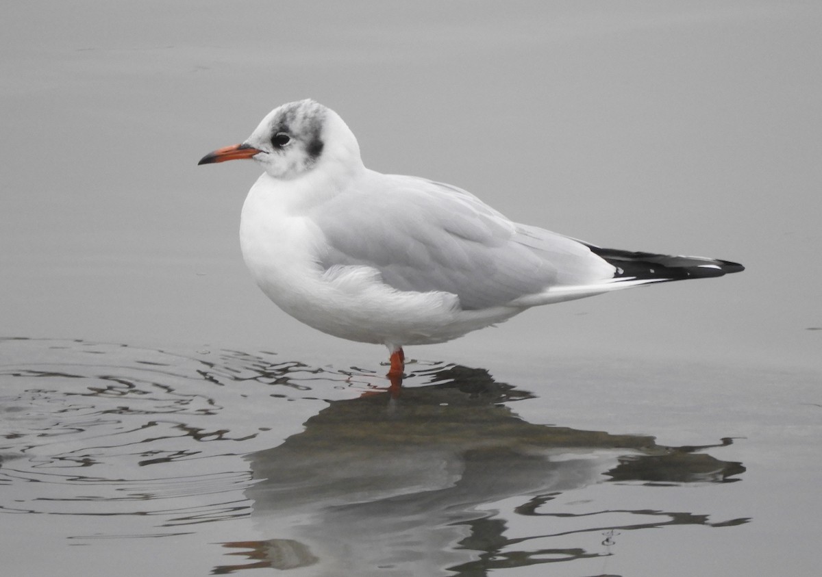 Mouette rieuse - ML646576415