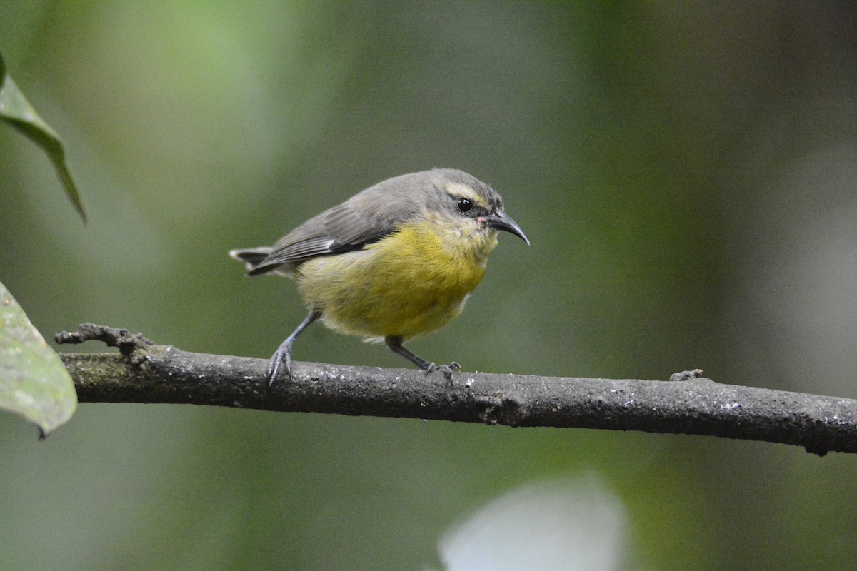 Sucrier à ventre jaune - ML646576416
