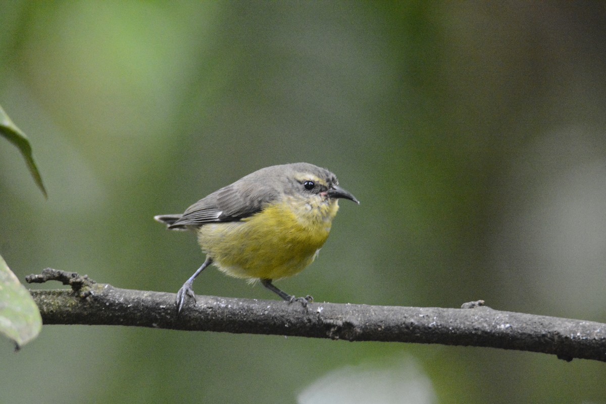 Sucrier à ventre jaune - ML646576417