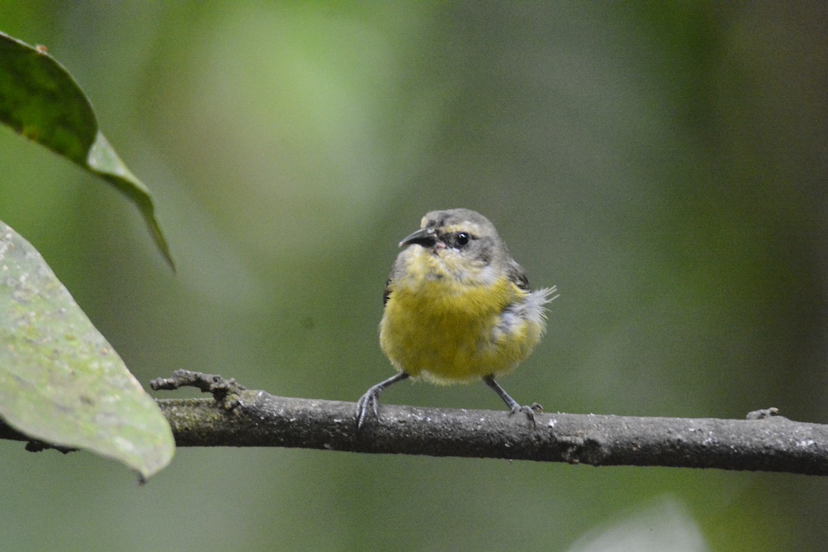 Sucrier à ventre jaune - ML646576418