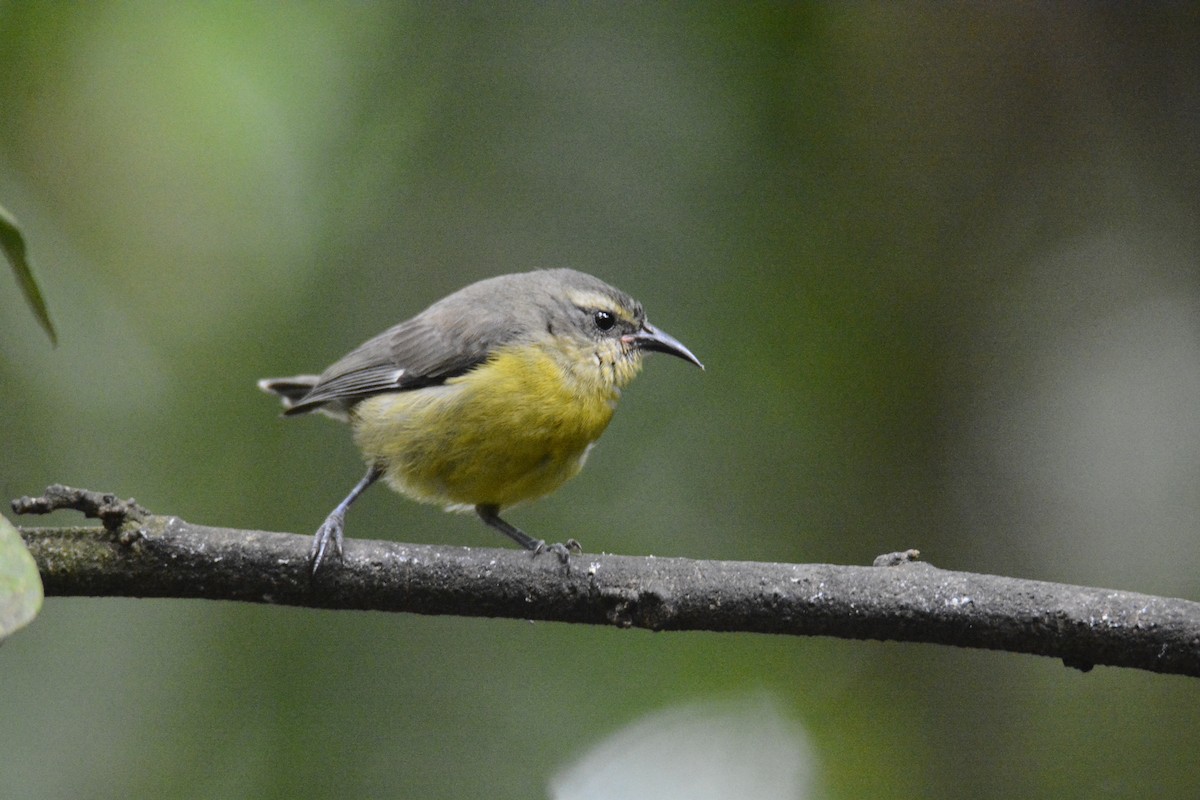 Sucrier à ventre jaune - ML646576419
