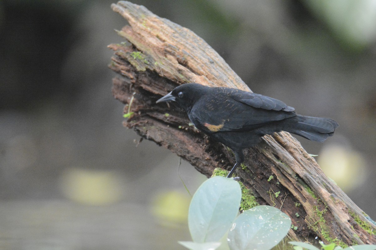 Red-winged Blackbird - ML646576421