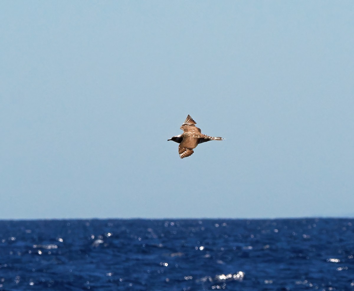 クロトウゾクカモメ - ML646576423