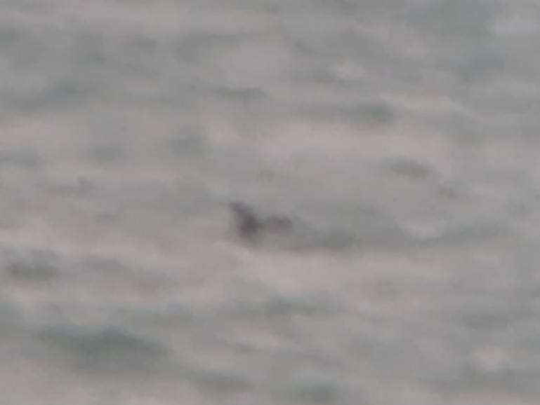 Пижик охотський - ML646576425