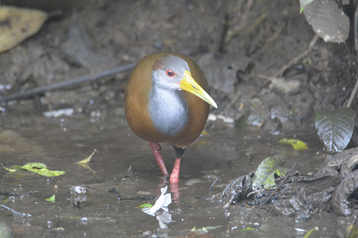 Russet-naped Wood-Rail - ML646576426