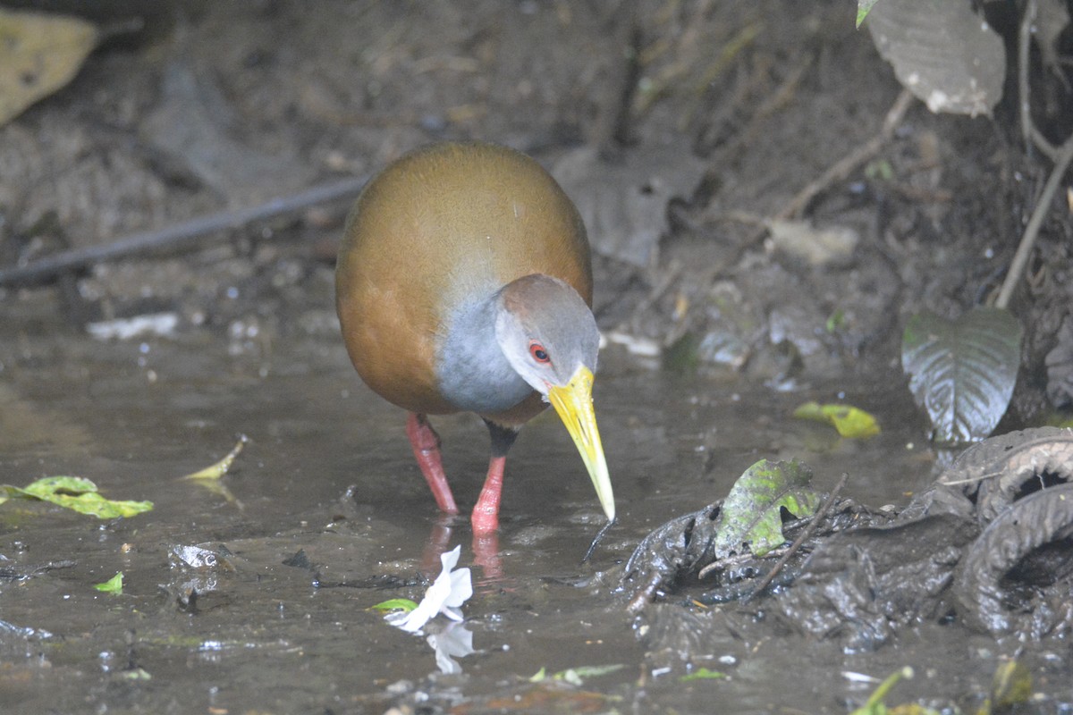 Russet-naped Wood-Rail - ML646576427