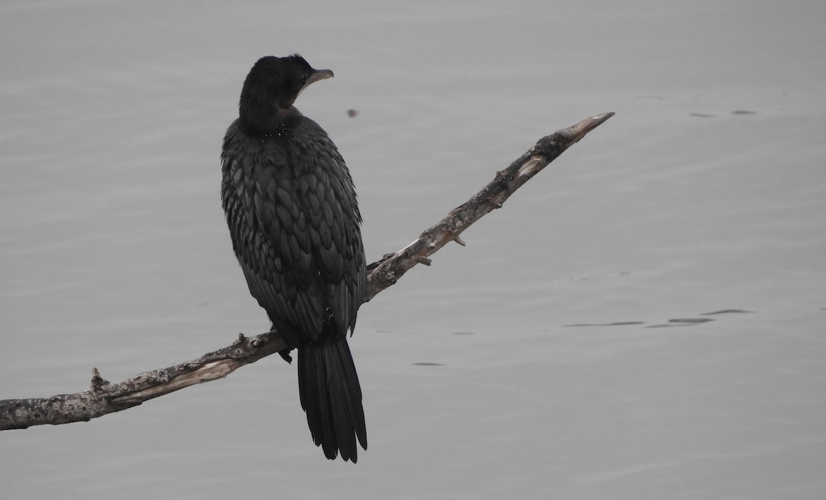 Cormoran pygmée - ML646576428