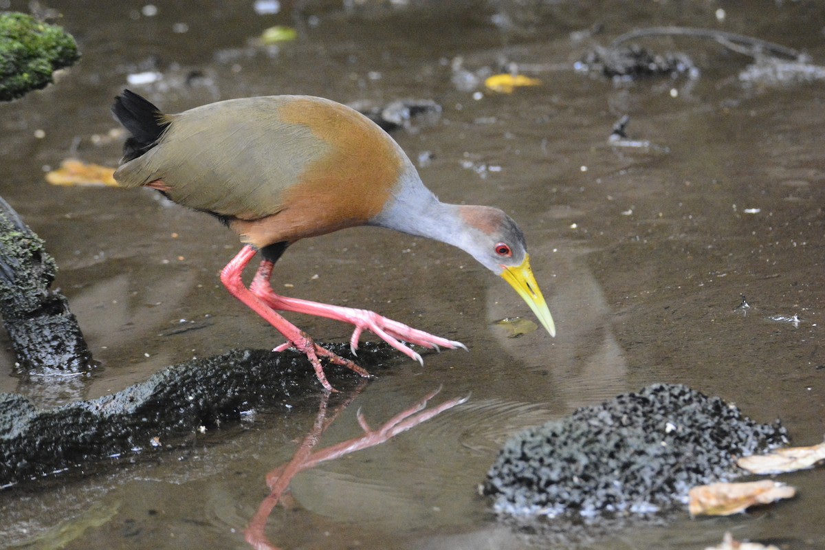 Russet-naped Wood-Rail - ML646576429