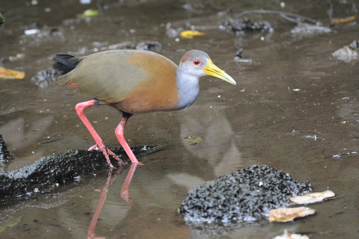 Russet-naped Wood-Rail - ML646576430