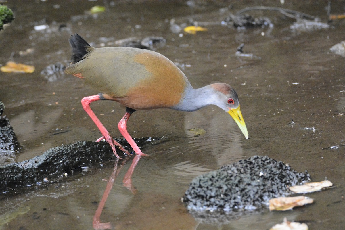 Russet-naped Wood-Rail - ML646576431