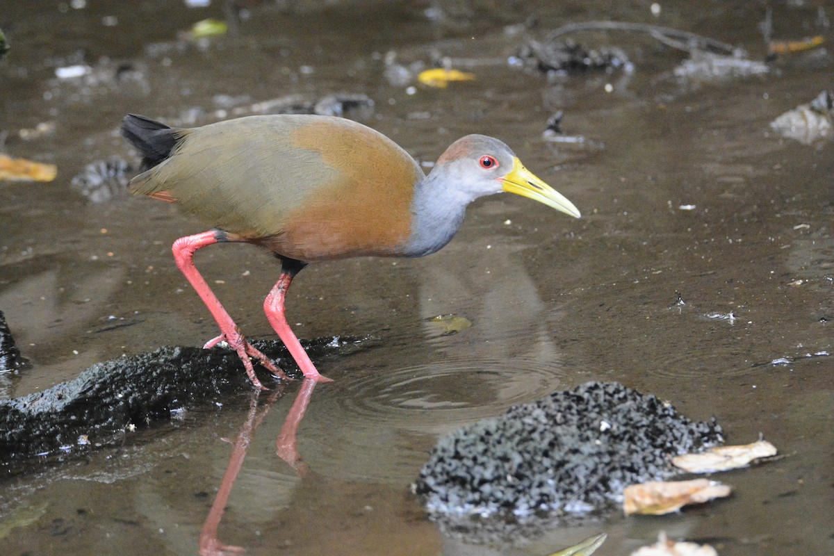 Russet-naped Wood-Rail - ML646576432