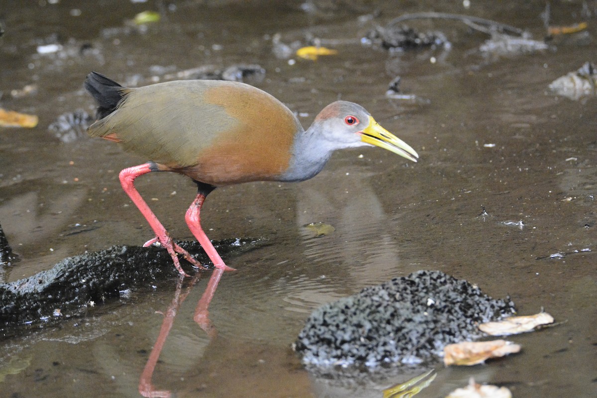 Russet-naped Wood-Rail - ML646576433