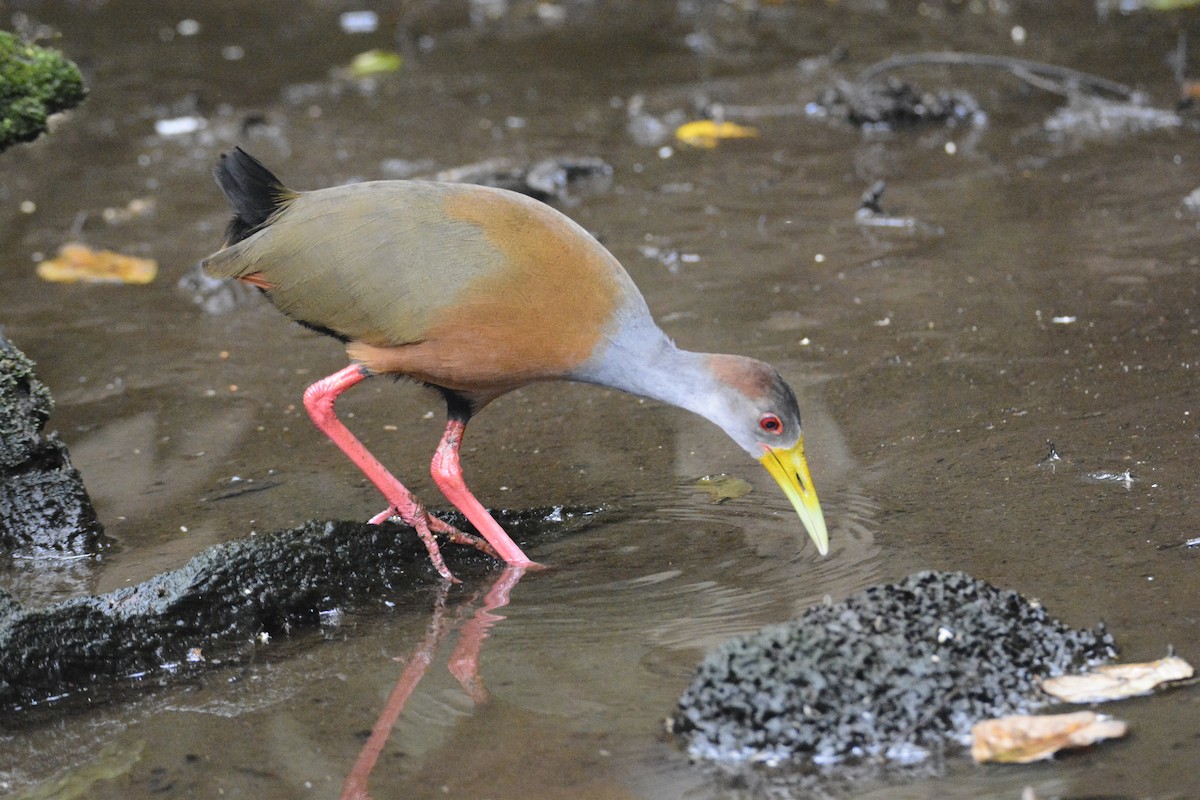 Russet-naped Wood-Rail - ML646576434