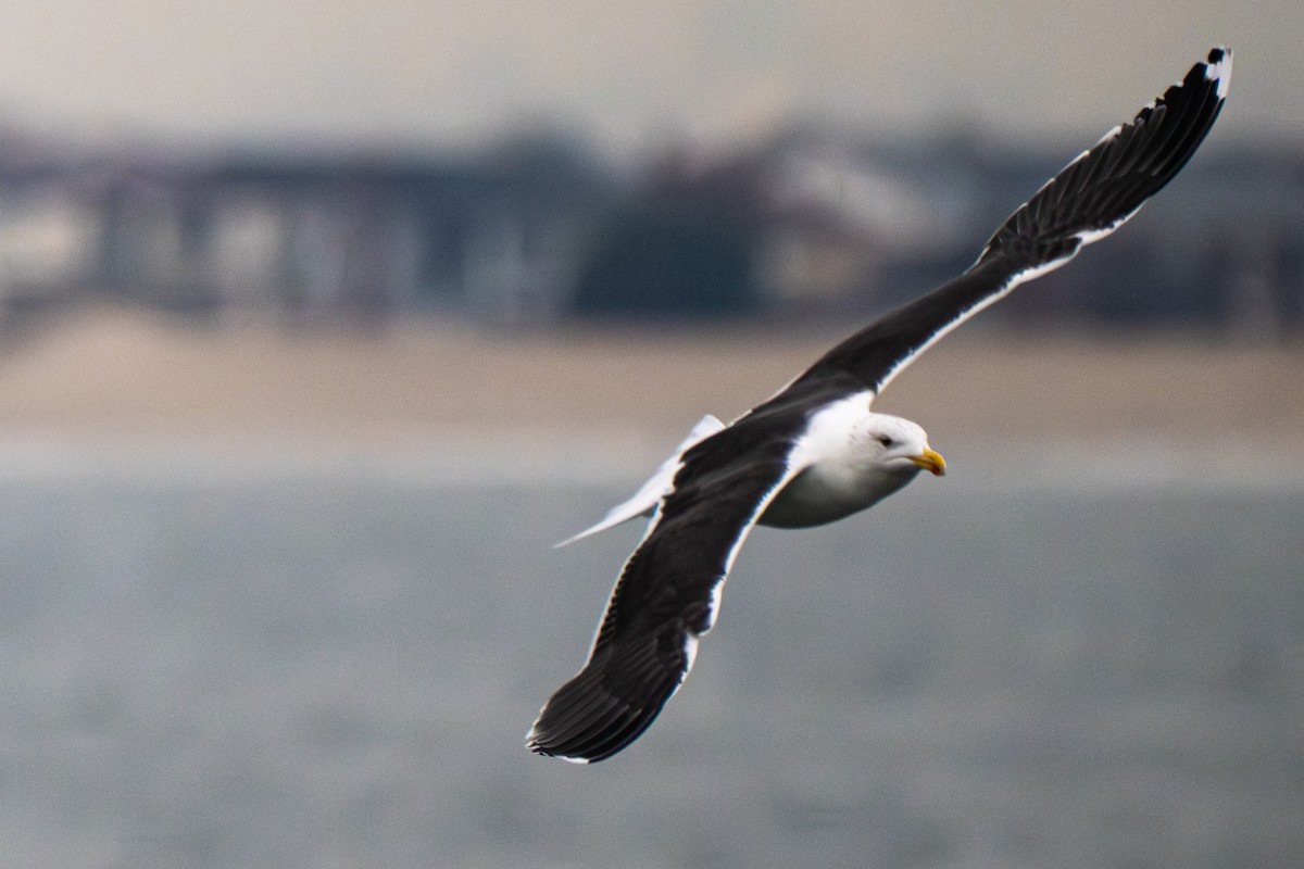 Great Black-backed Gull - ML646576442
