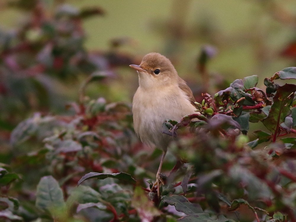 Marsh Warbler - ML646576444