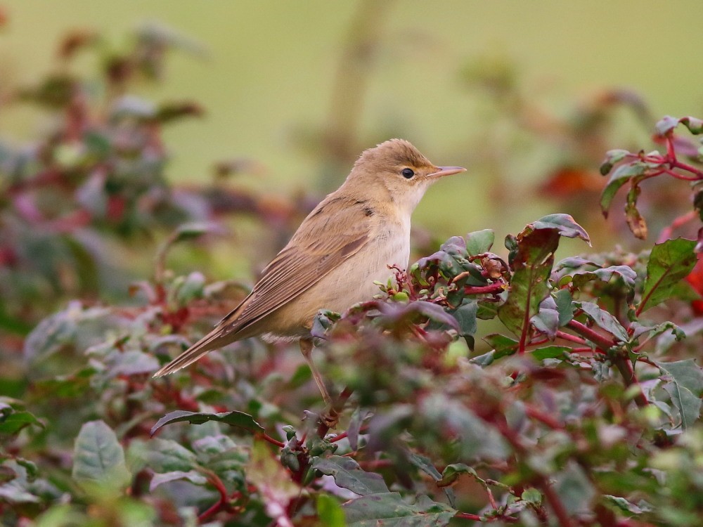 Marsh Warbler - ML646576445