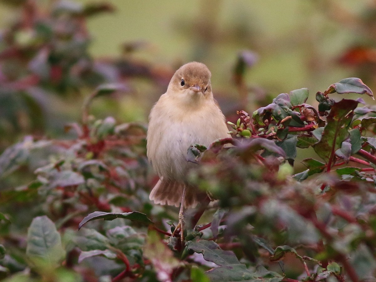 Marsh Warbler - ML646576446