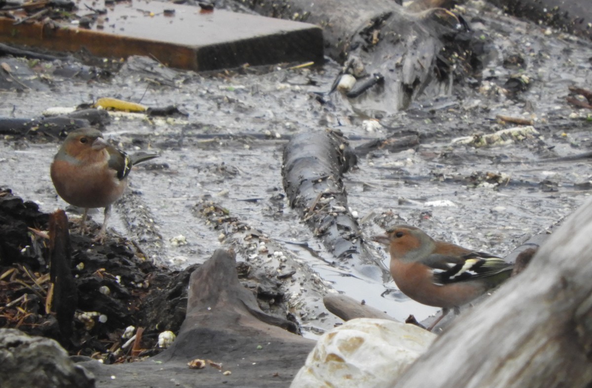 Pinson des arbres - ML646576449