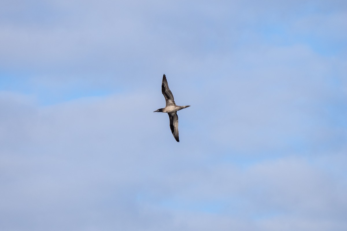 Northern Gannet - ML646576450