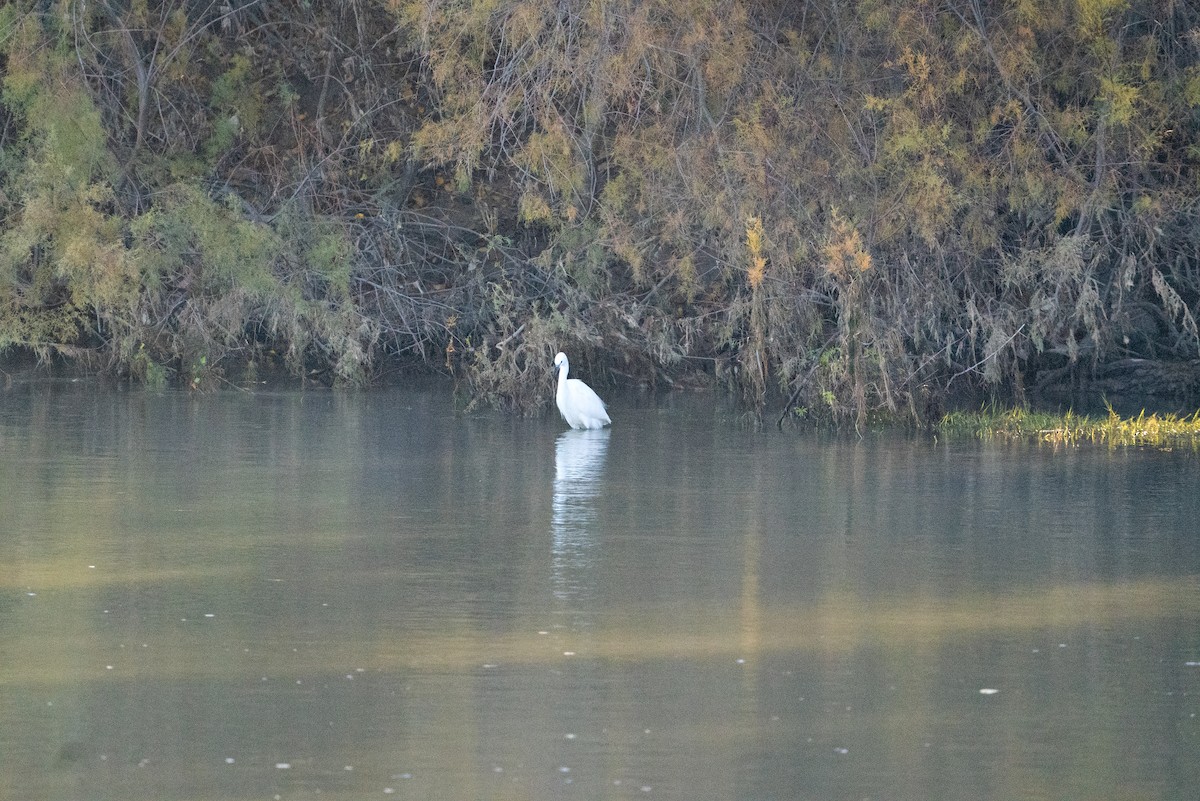 Little Egret - ML646576451