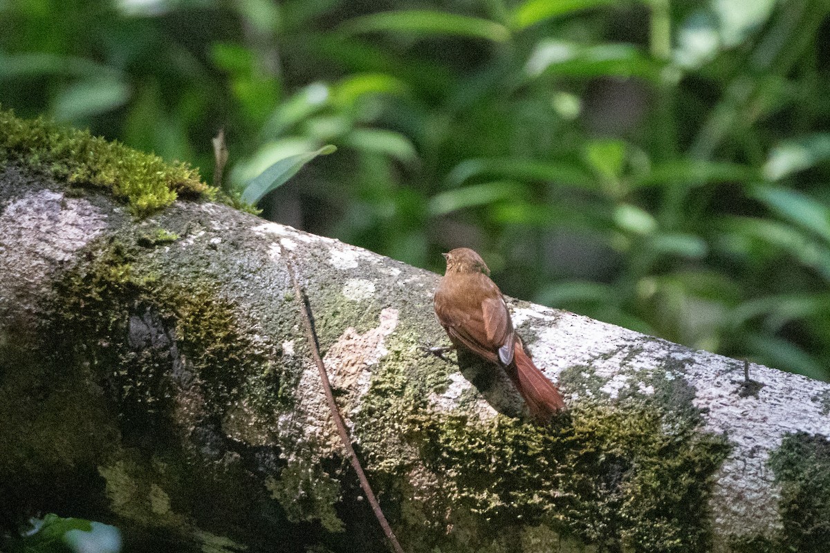 Wedge-billed Woodcreeper (pectoralis Group) - ML646576452
