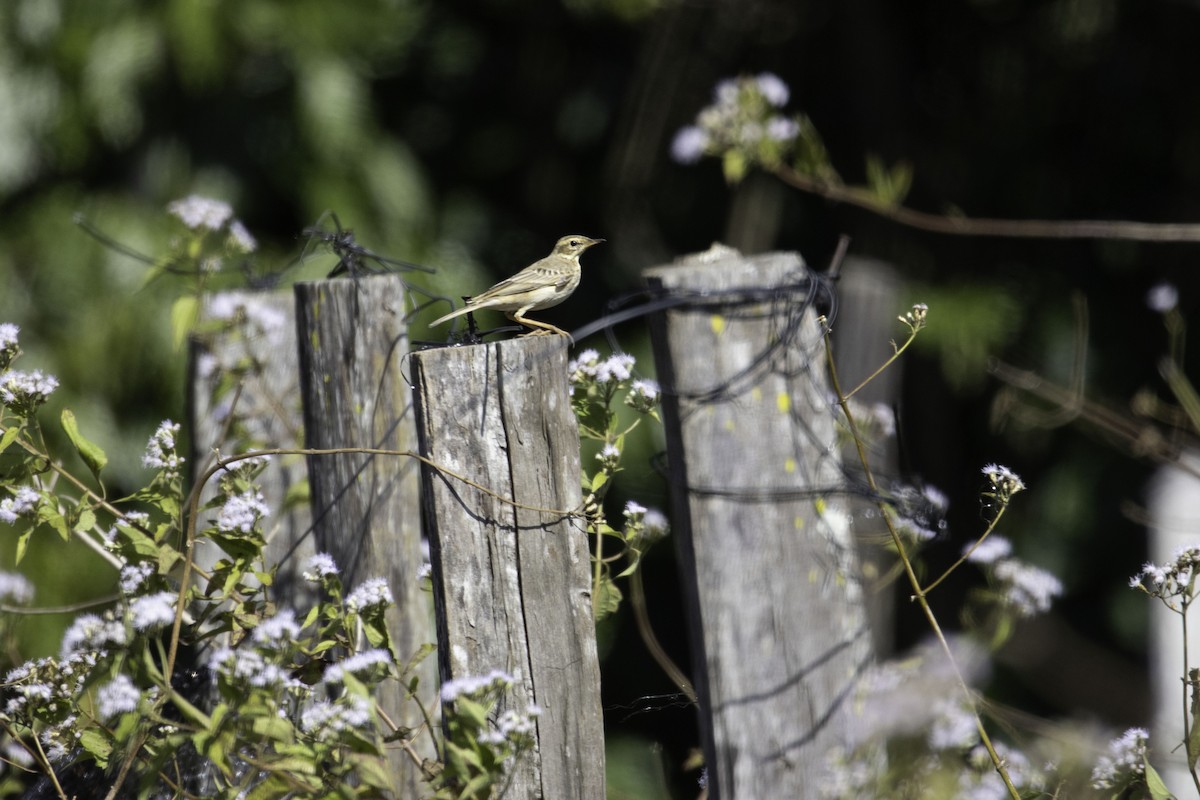 Paddyfield Pipit - ML646576453