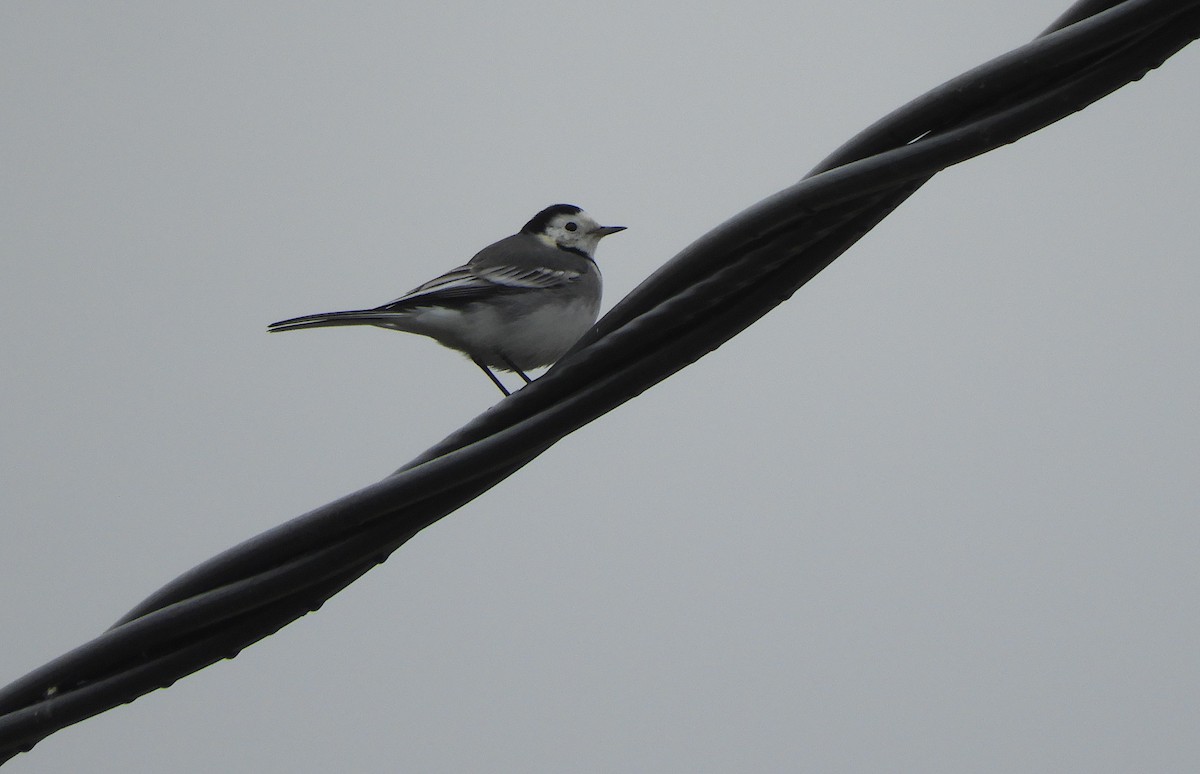 Bergeronnette grise - ML646576460