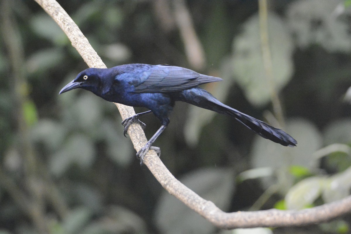 Great-tailed Grackle - ML646576461