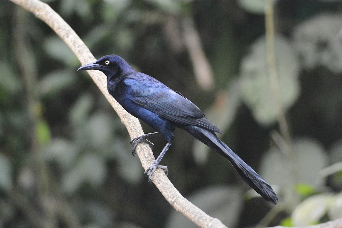 Great-tailed Grackle - ML646576462
