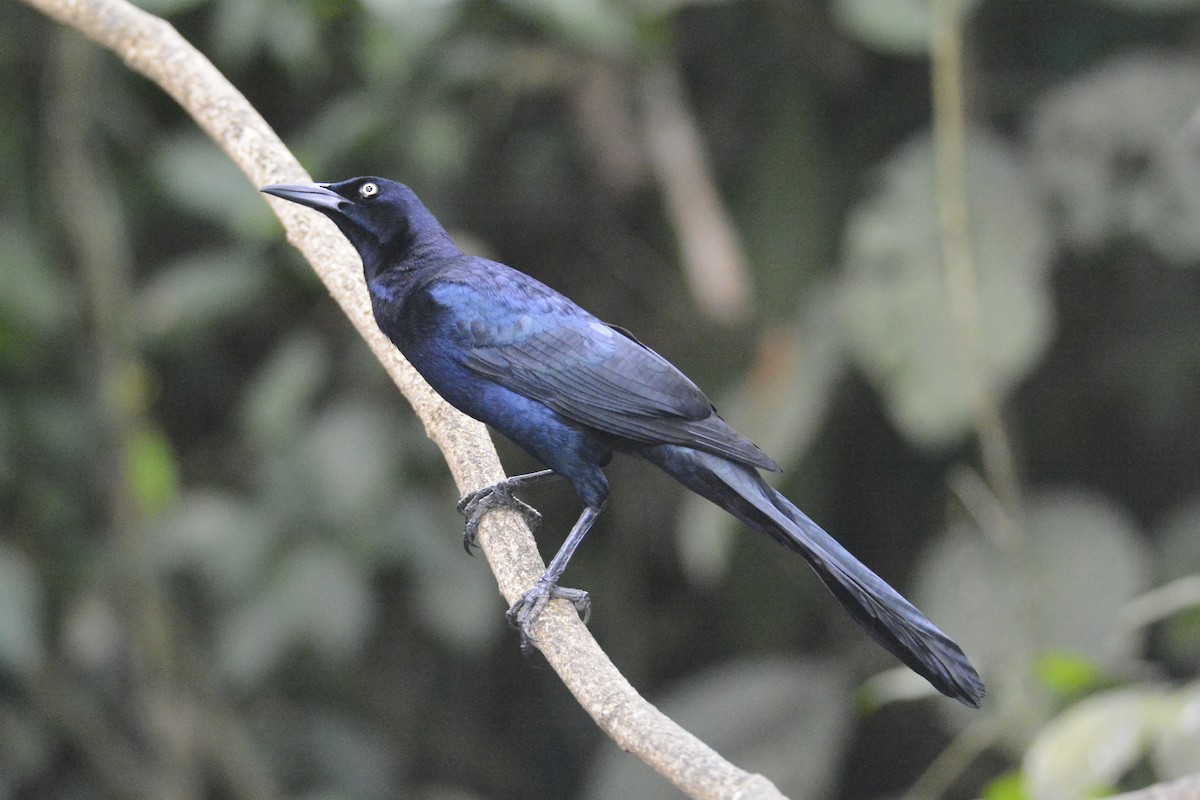 Great-tailed Grackle - ML646576463