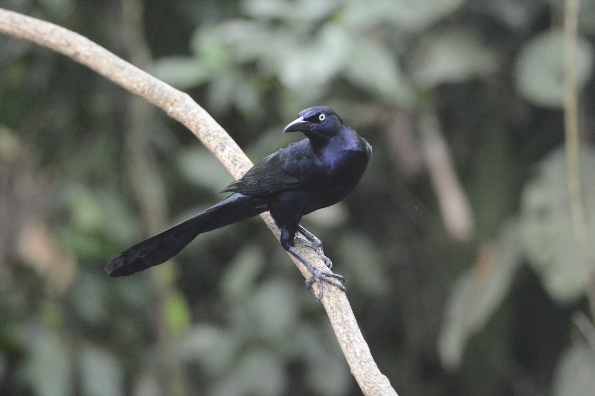 Great-tailed Grackle - ML646576464