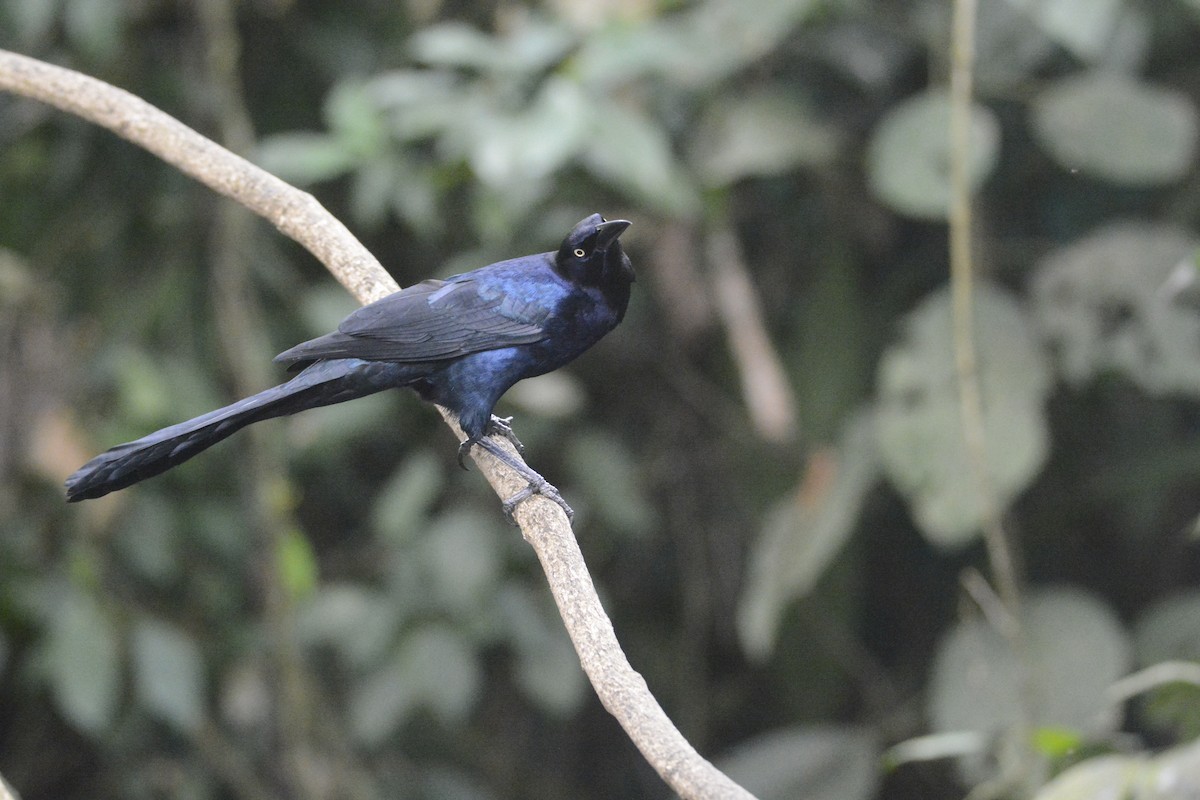 Great-tailed Grackle - ML646576465