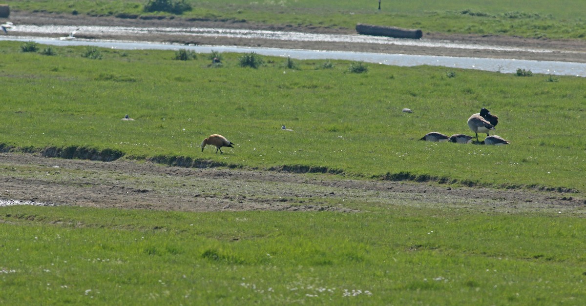 Хондон ангир - ML646576466