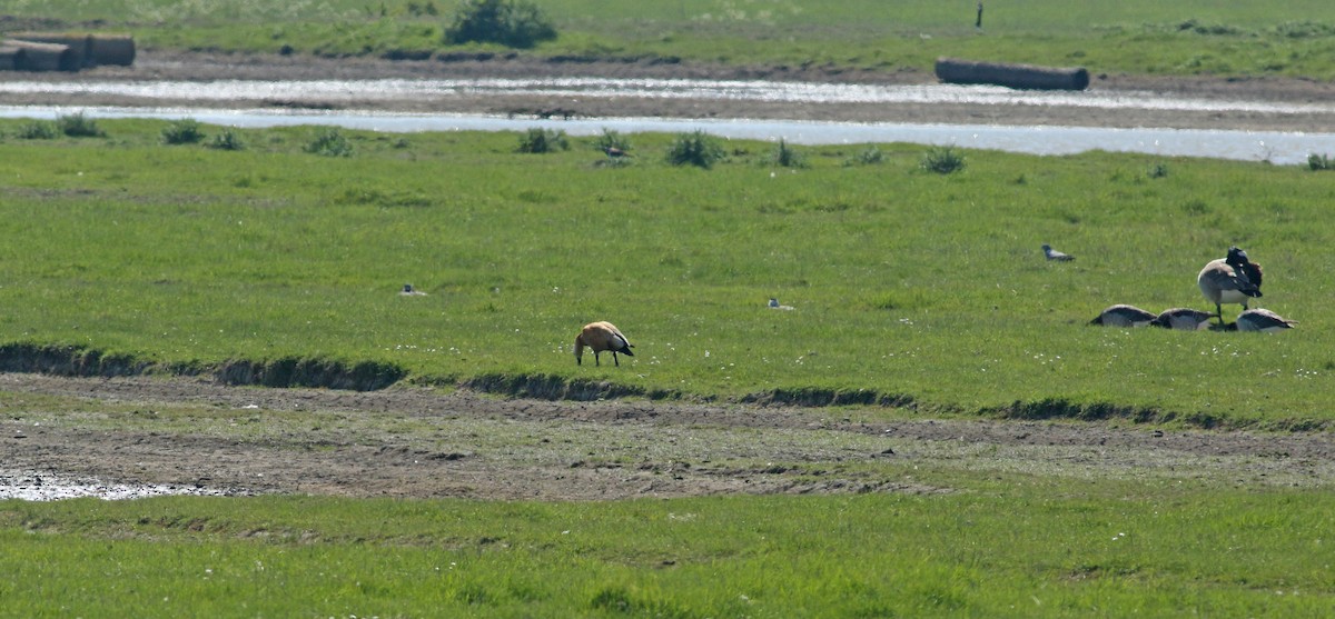 Хондон ангир - ML646576467