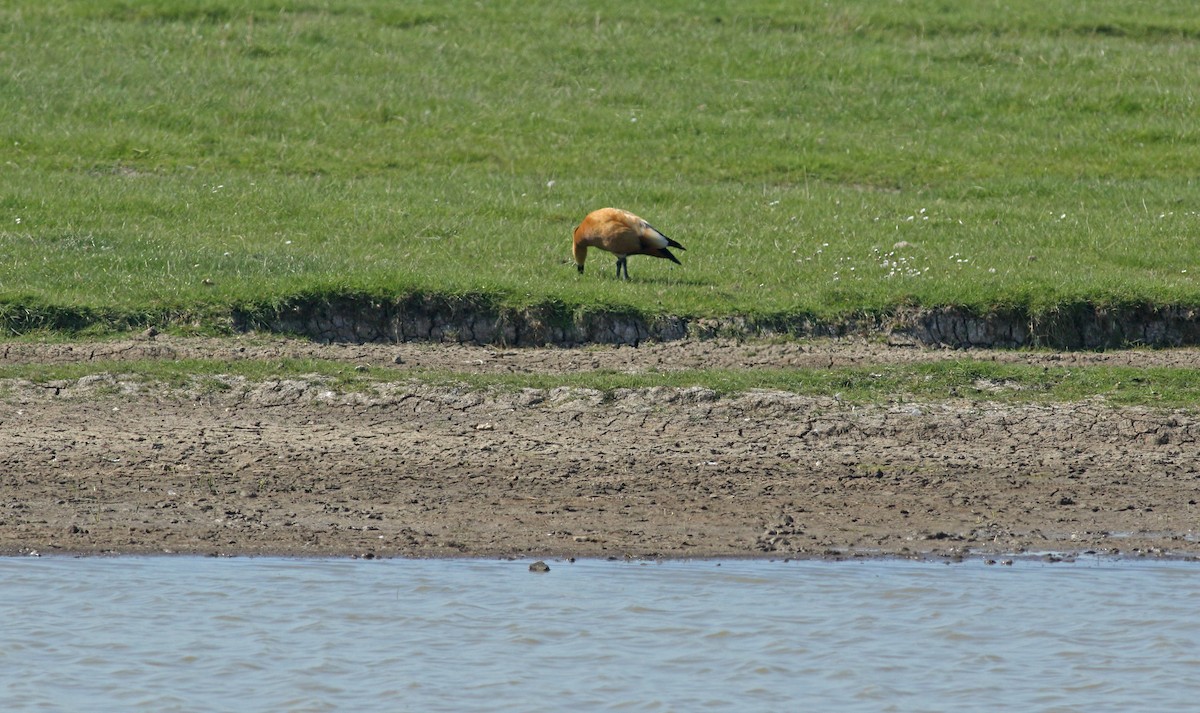 Хондон ангир - ML646576468