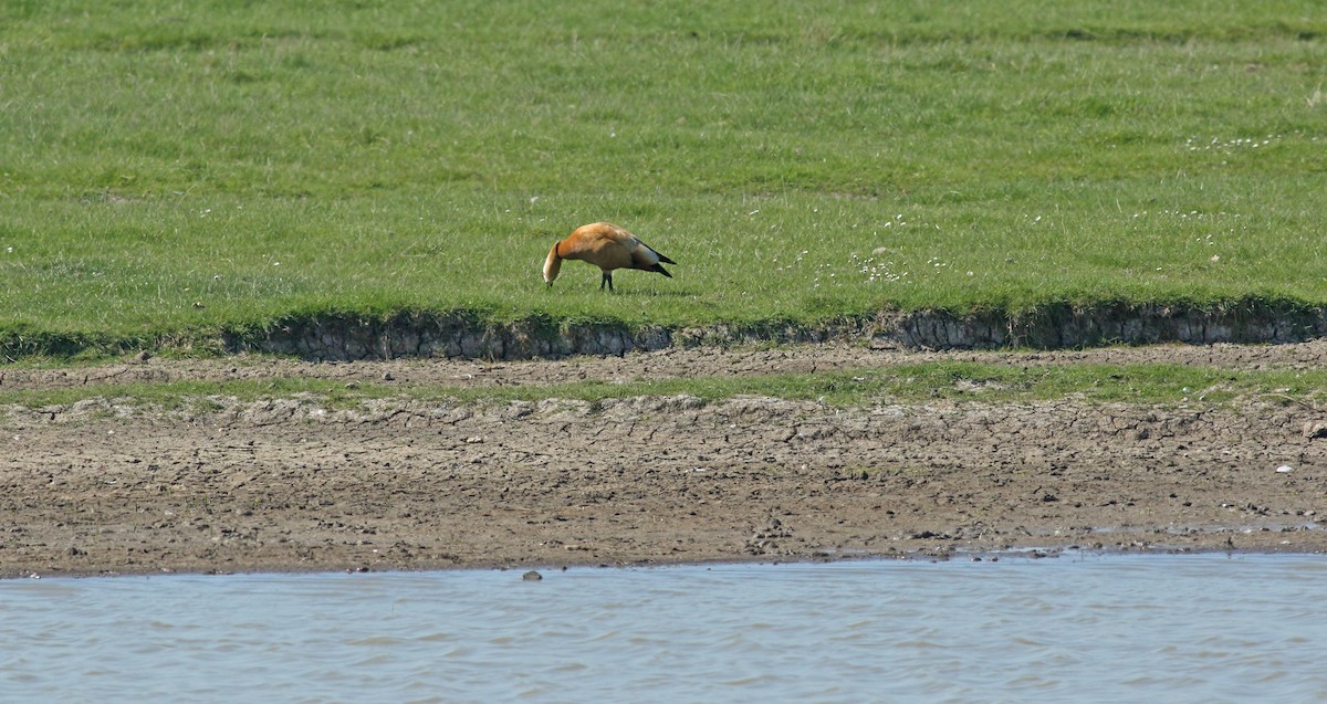 Хондон ангир - ML646576469