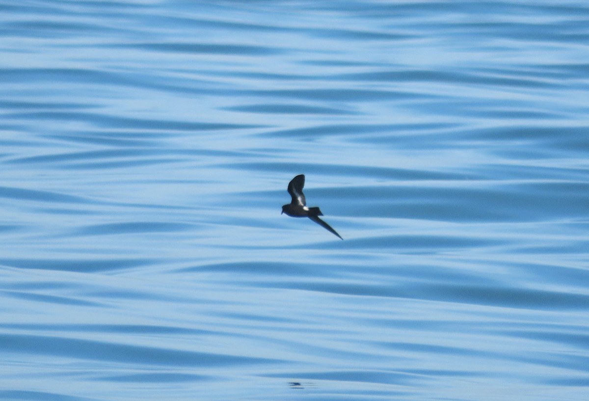 European Storm-Petrel - ML646576470