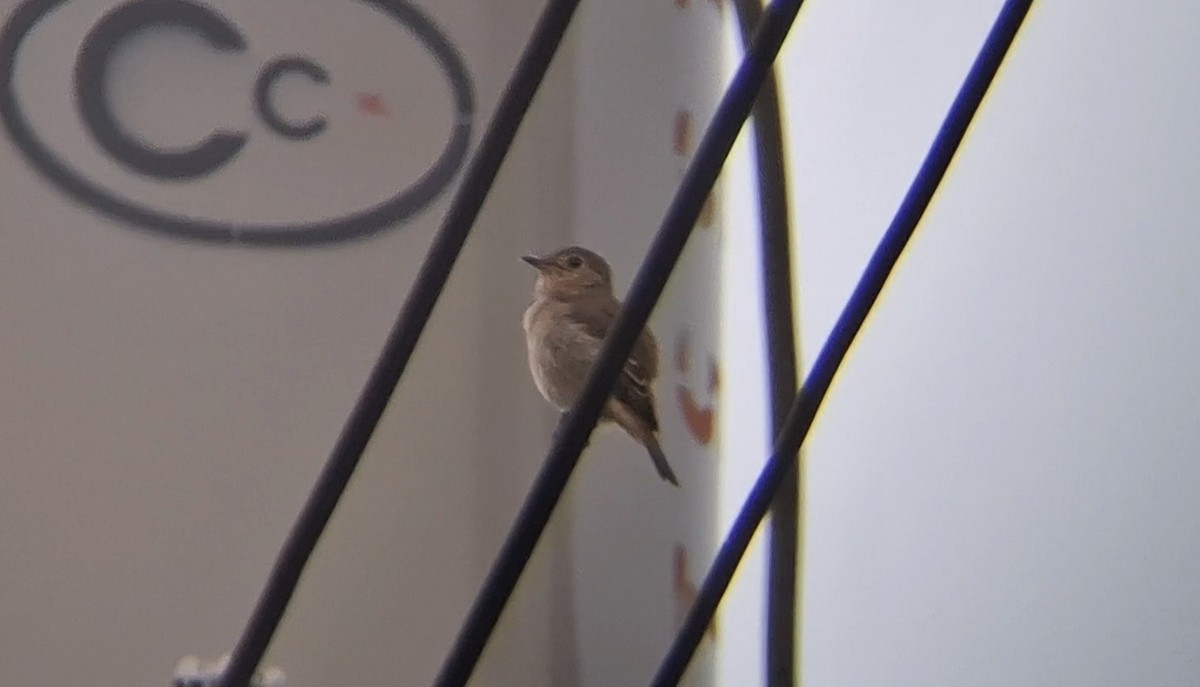 ミナミコサメビタキ（williamsoni） - ML646576471