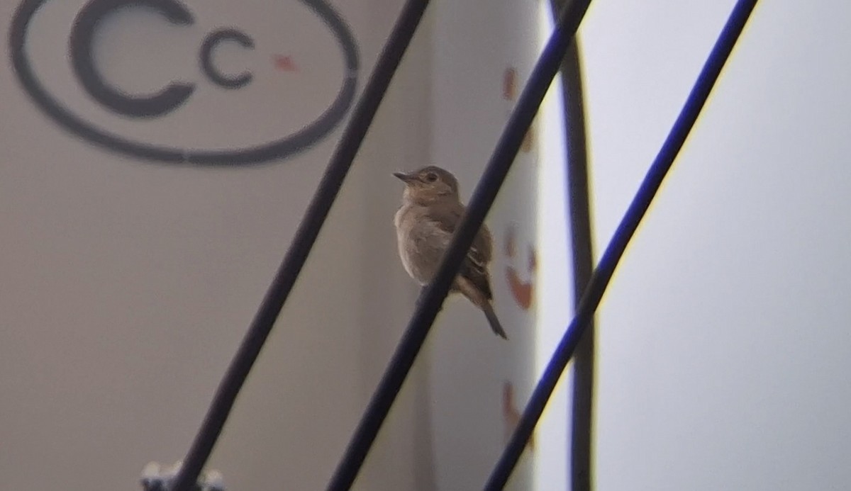 ミナミコサメビタキ（williamsoni） - ML646576472