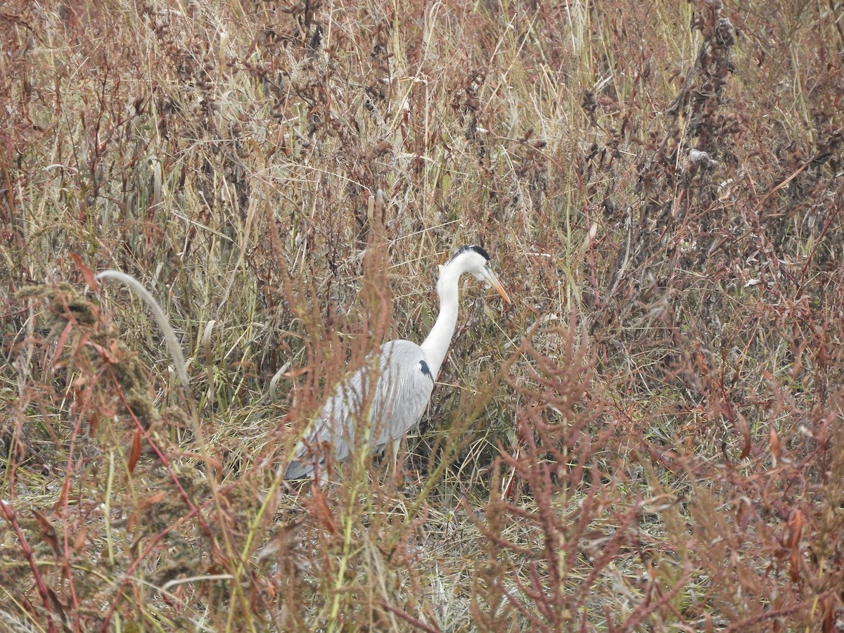 Héron cendré - ML646576476