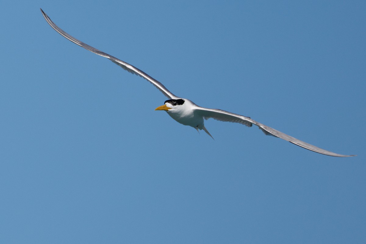 Great Crested Tern - ML646576477