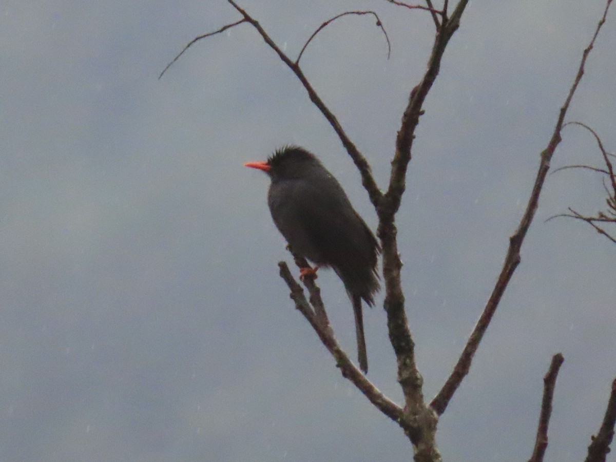 Bulbul des Ghats - ML646576478