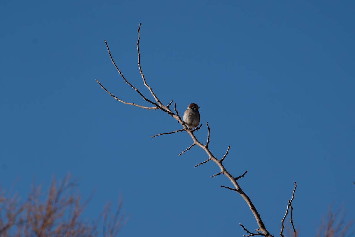Eurasian Tree Sparrow - ML646576480