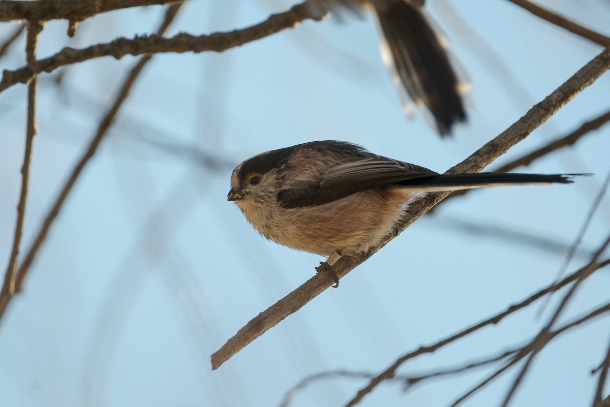 Long-tailed Tit - ML646576481
