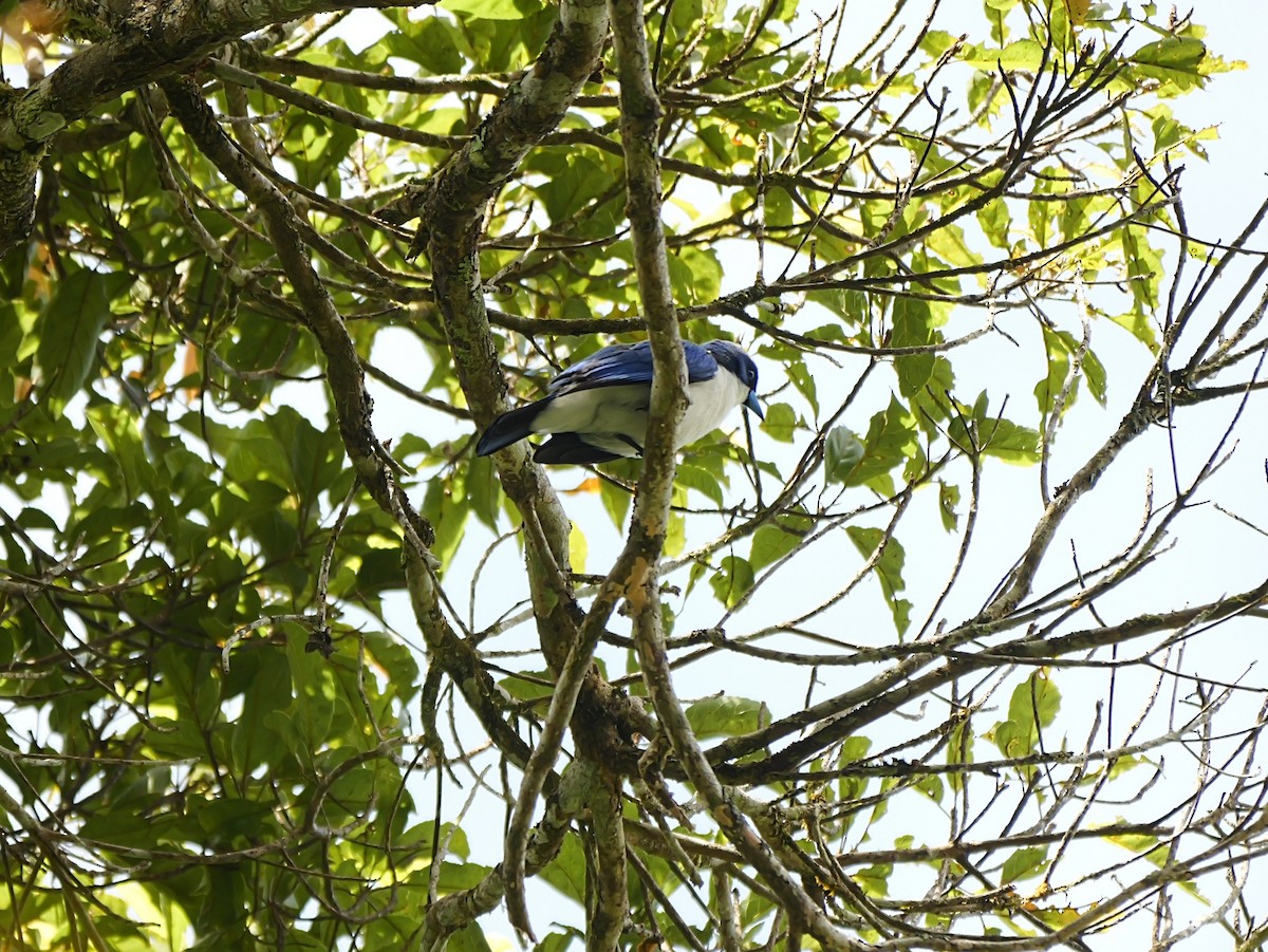 Madagascar Blue Vanga - ML646576486