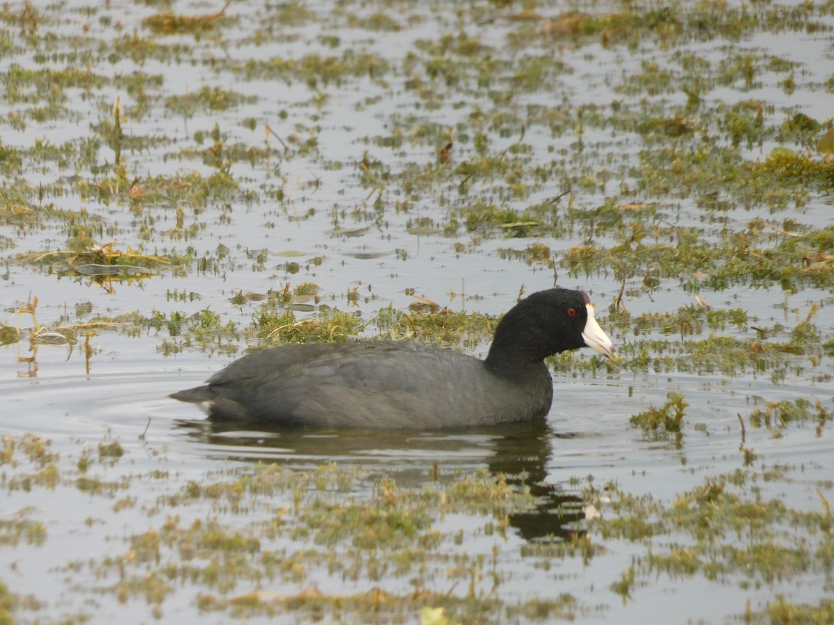 lyska americká - ML646576487