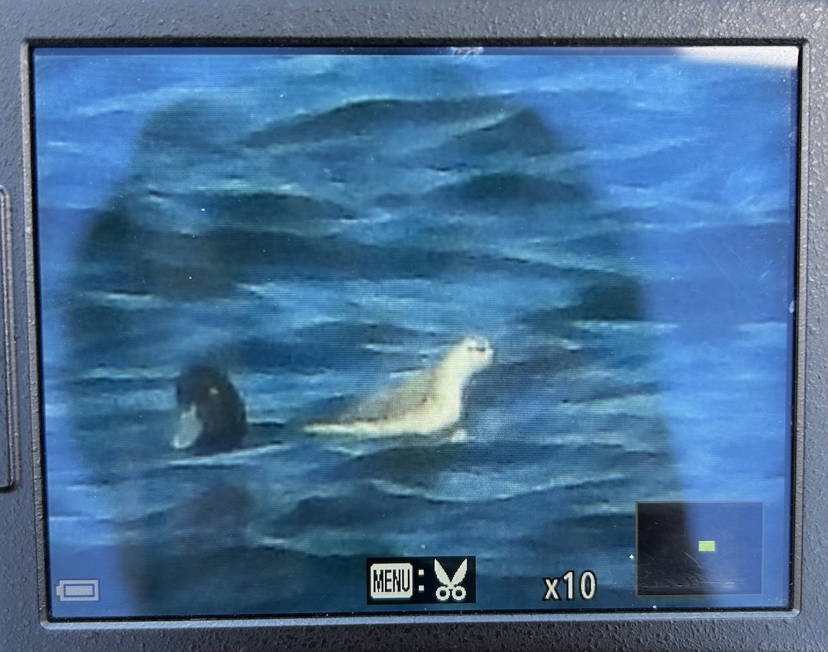 Red Phalarope - ML646576488