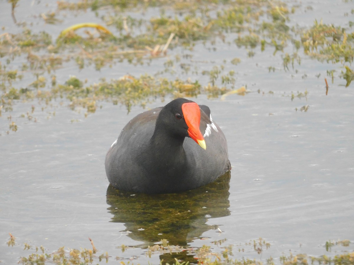 slípka americká - ML646576490