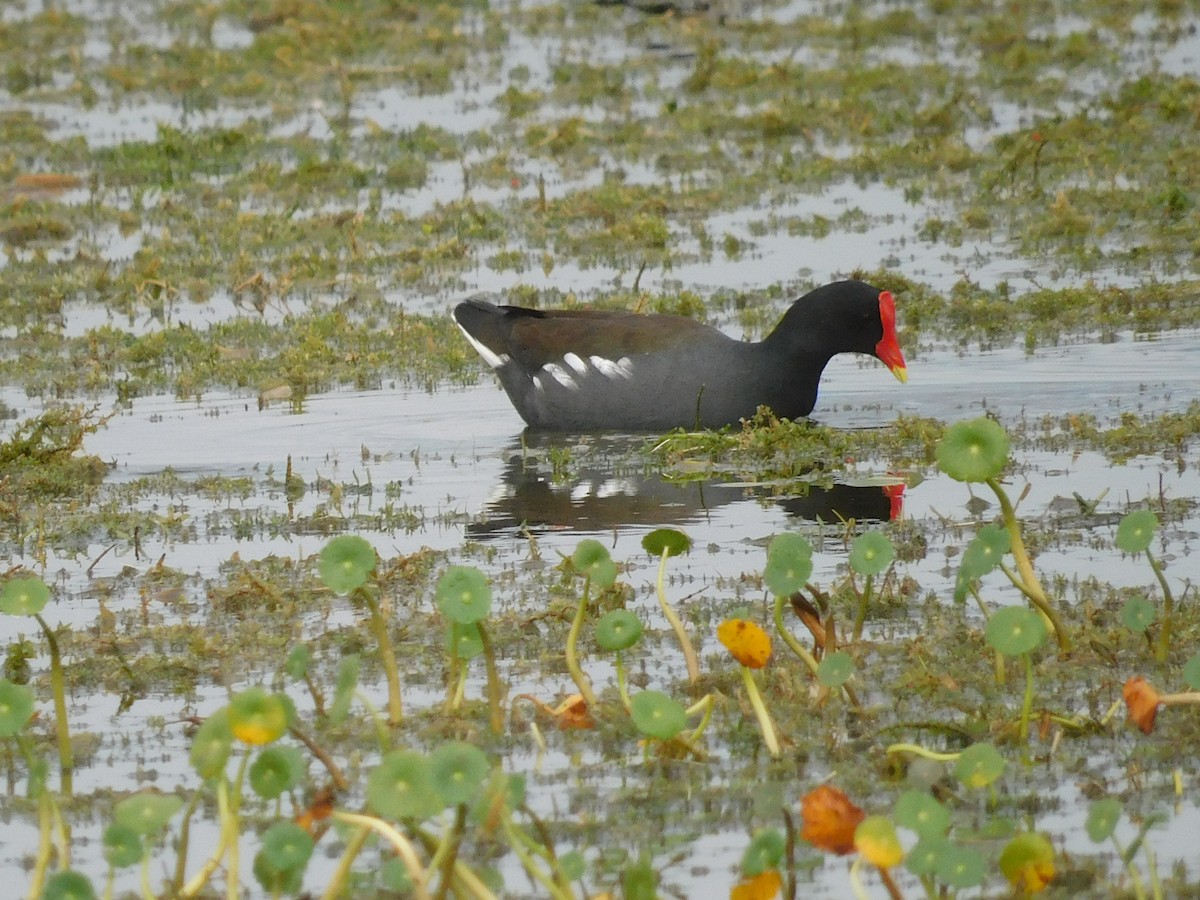 slípka americká - ML646576491